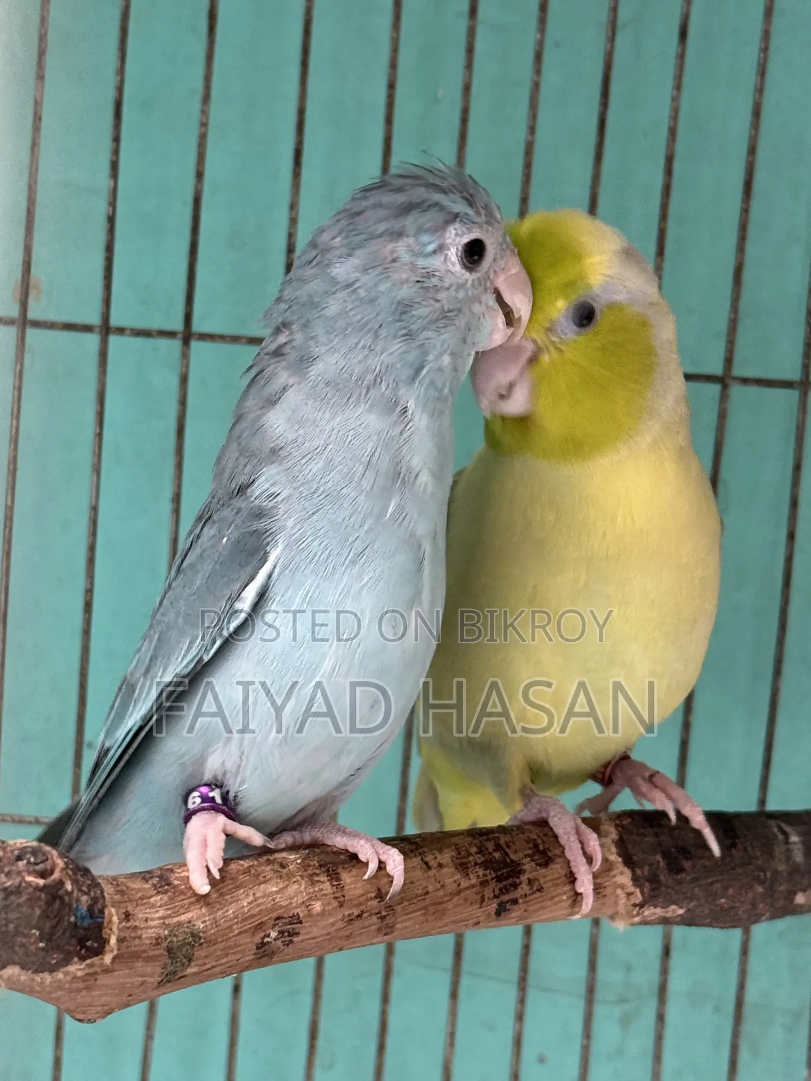Forpus Breeding Pair
