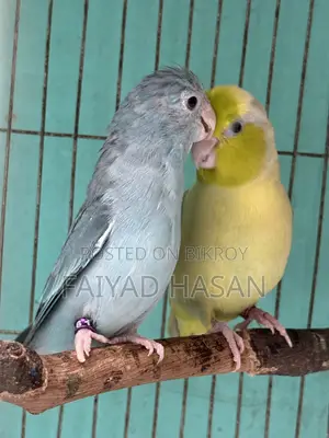 Forpus Breeding Pair