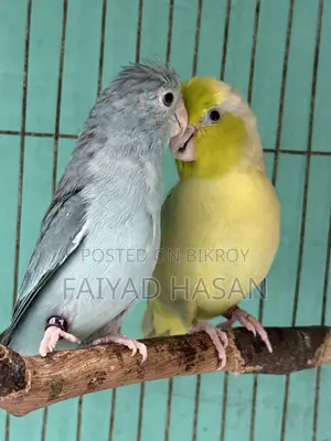 Forpus Breeding Pair