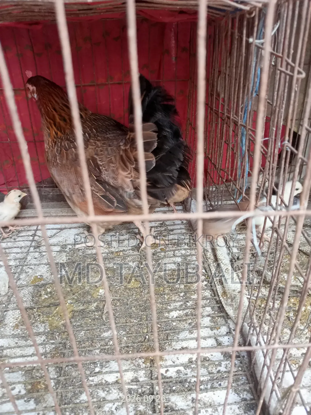 দেশি মুরগি বাচ্চা সহ