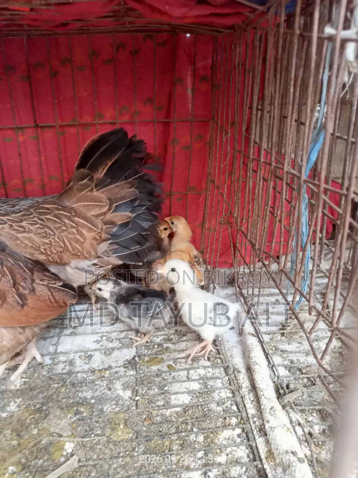 দেশি মুরগি বাচ্চা সহ