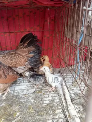 দেশি মুরগি বাচ্চা সহ