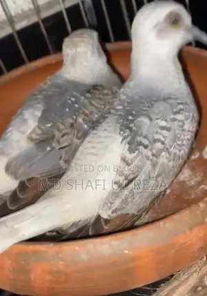 Diamond Dove Pair, 2 Pieces, 700 Taka, Birds 100% Active