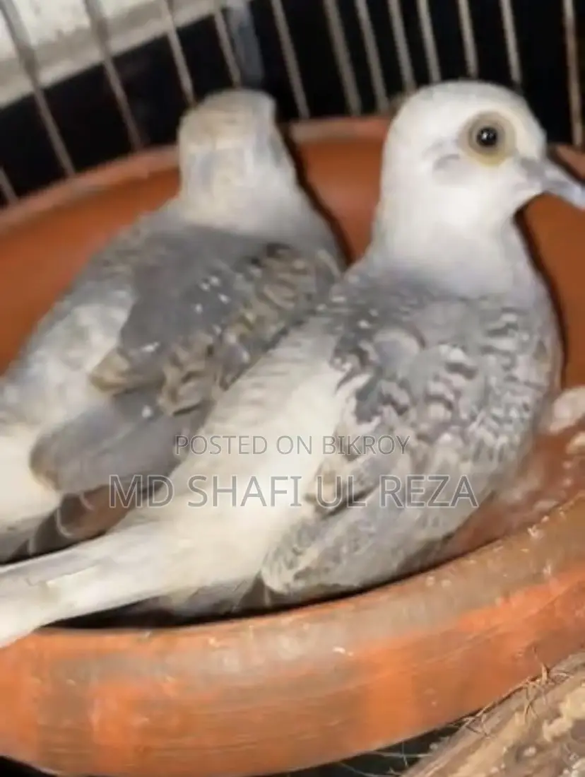 Diamond Dove Pair, 2 Pieces, 700 Taka, Birds 100% Active