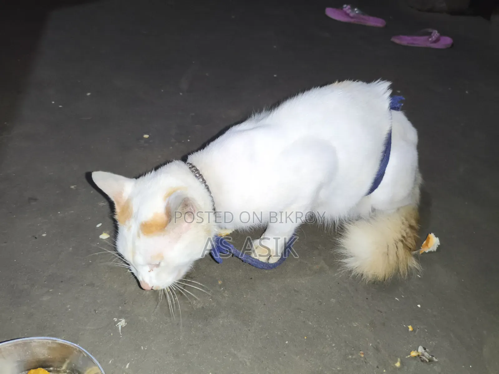 6-12 months Male Mixed Breed Persian