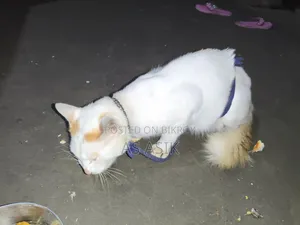 6-12 months Male Mixed Breed Persian