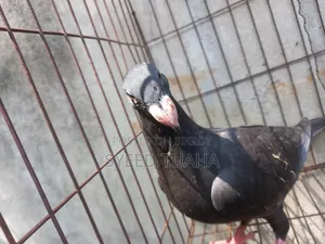 বিউটি হোমা বেবি