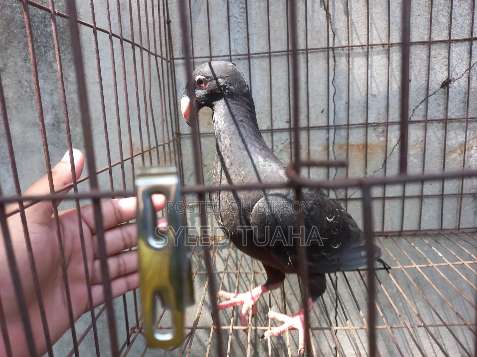 বিউটি হোমা বেবি
