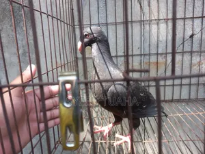 বিউটি হোমা বেবি