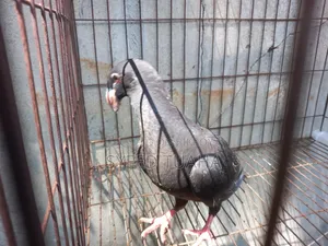 বিউটি হোমা বেবি