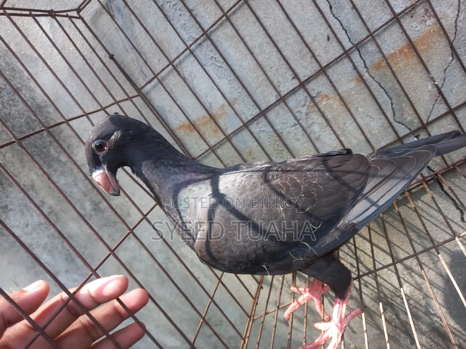 বিউটি হোমা বেবি