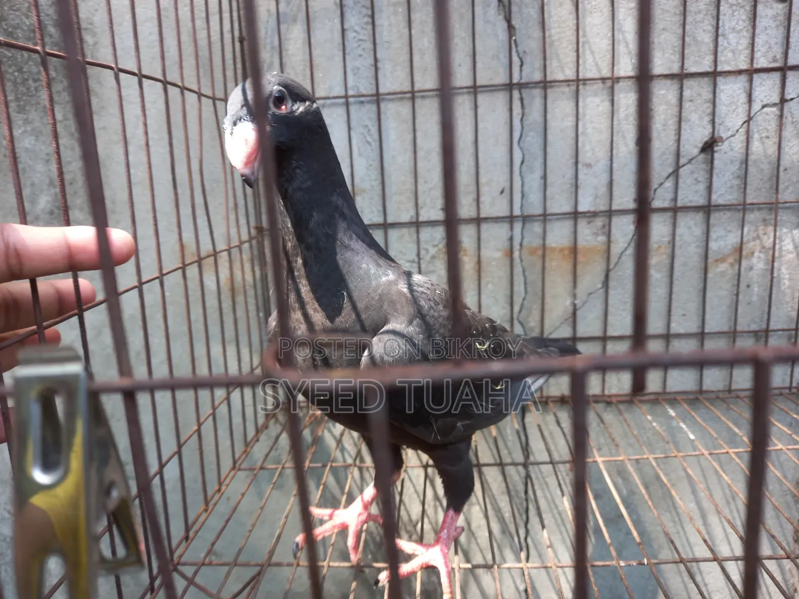 বিউটি হোমা বেবি