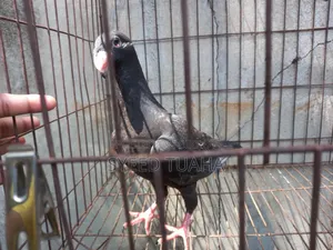 বিউটি হোমা বেবি
