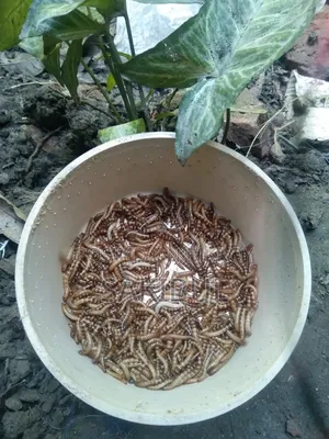 বিটল পোকা (Super Mealworm Larva)