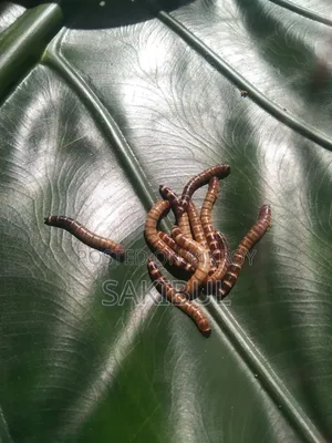 বিটল পোকা (Super Mealworm Larva)