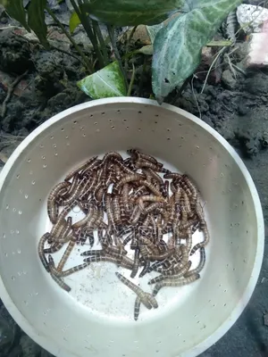 বিটল পোকা (Super Mealworm Larva)