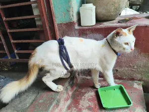 6-12 months Male Mixed Breed Turkish Van