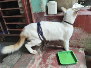 6-12 months Male Mixed Breed Turkish Van