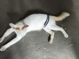 6-12 months Male Mixed Breed Turkish Van