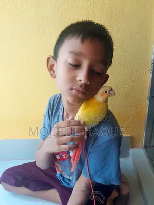 Sun Conure