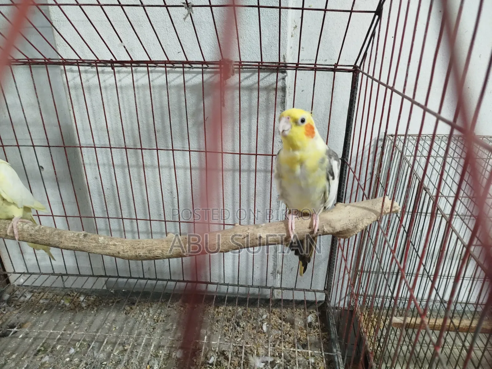 Cockatiel Bird for Sell