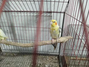 Cockatiel Bird for Sell