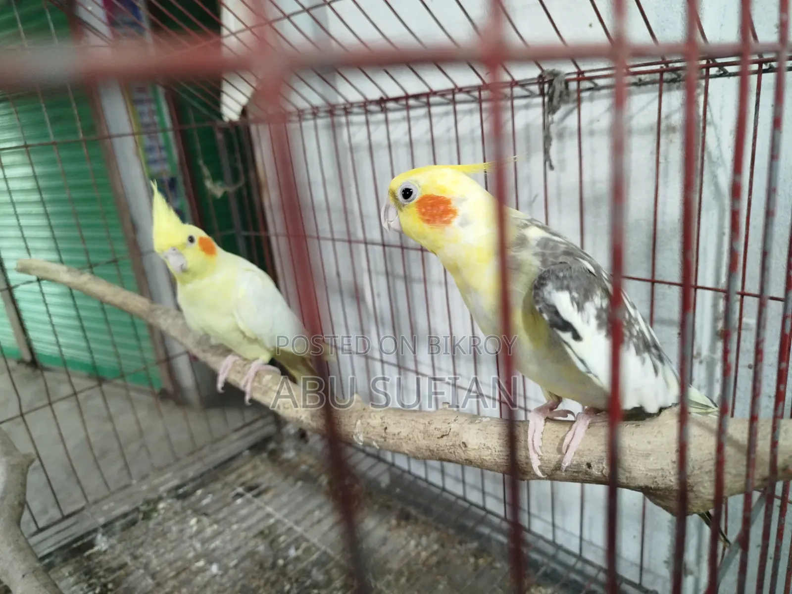 Cockatiel Bird for Sell