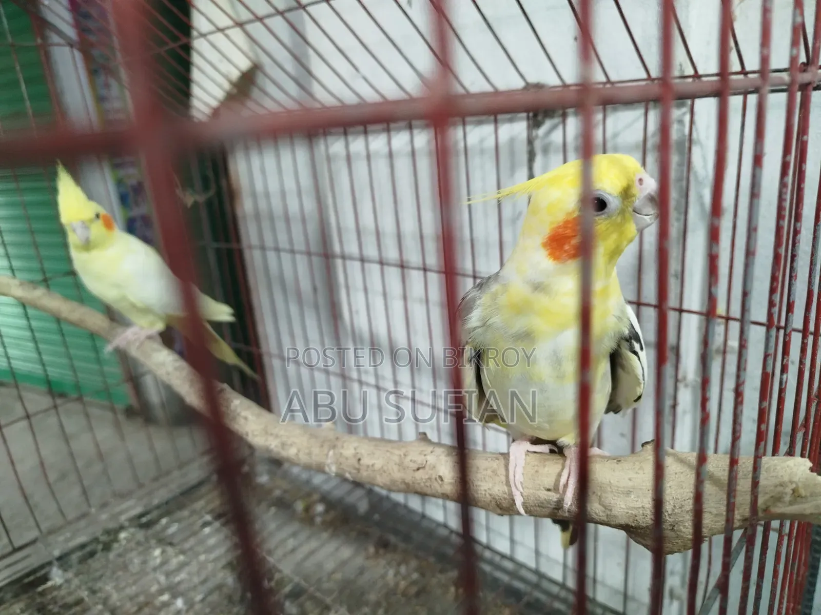Cockatiel Bird for Sell