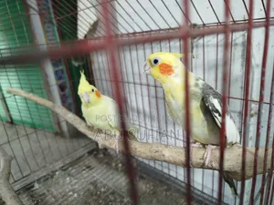 Cockatiel Bird for Sell