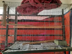 2 PCS Kacha Used
