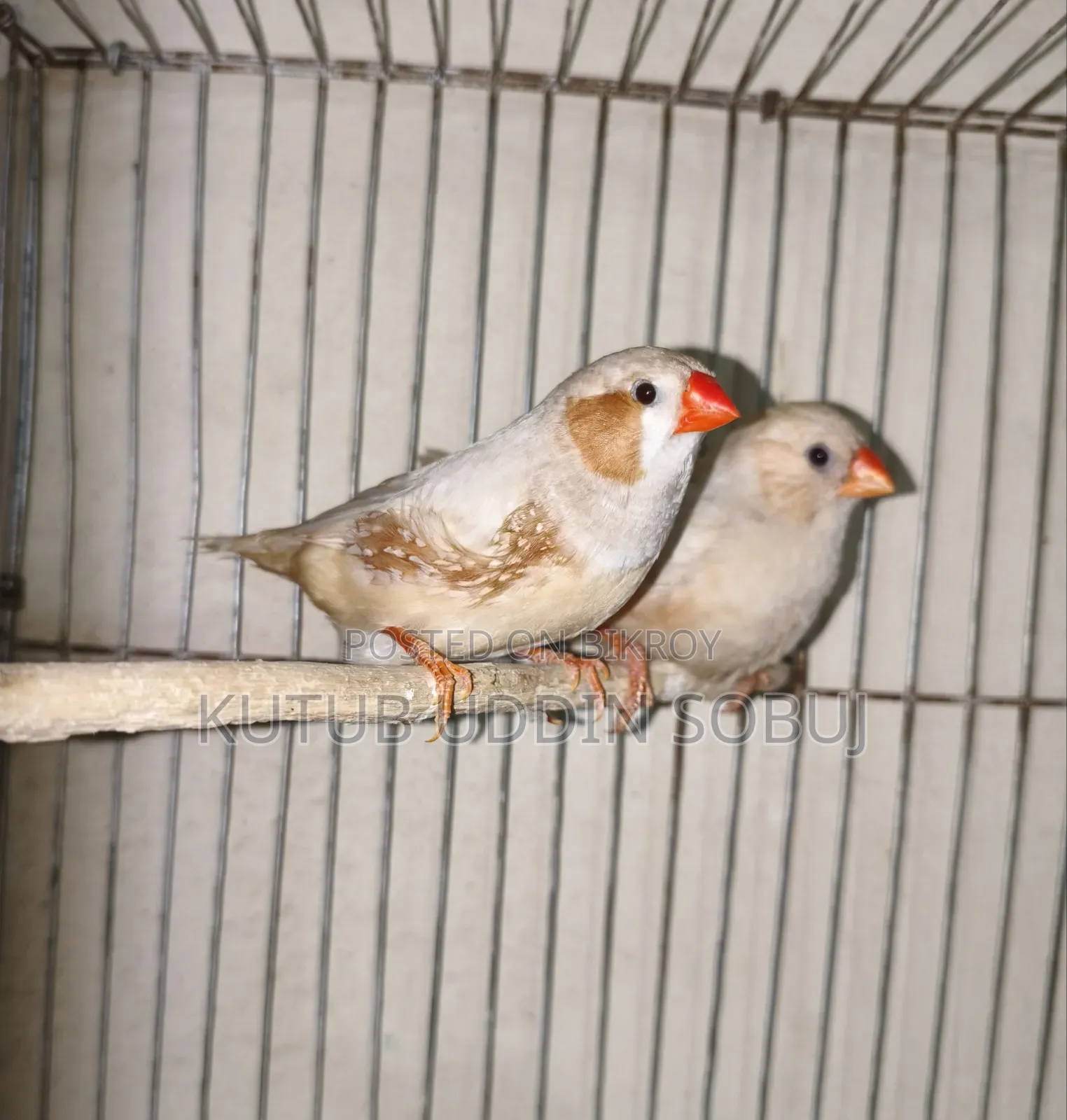জাম্বু সাইজ ইসাবেল জোড়া