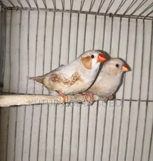 জাম্বু সাইজ ইসাবেল জোড়া