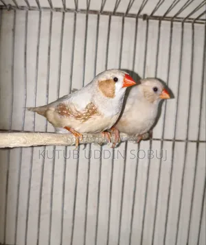 জাম্বু সাইজ ইসাবেল জোড়া