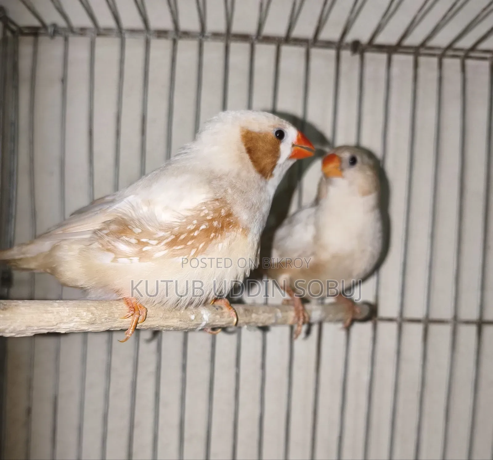 জাম্বু সাইজ ইসাবেল জোড়া
