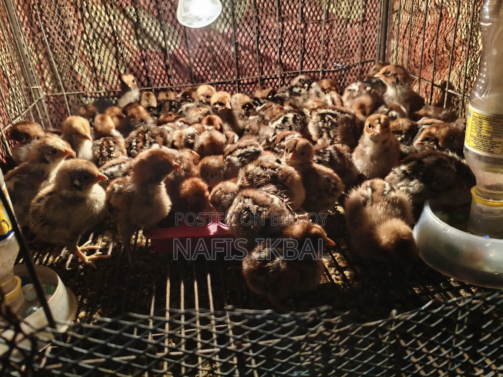 Fayoumi Chicken Chicks