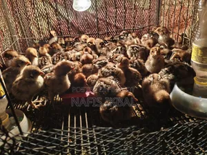Fayoumi Chicken Chicks