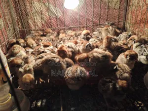 Fayoumi Chicken Chicks