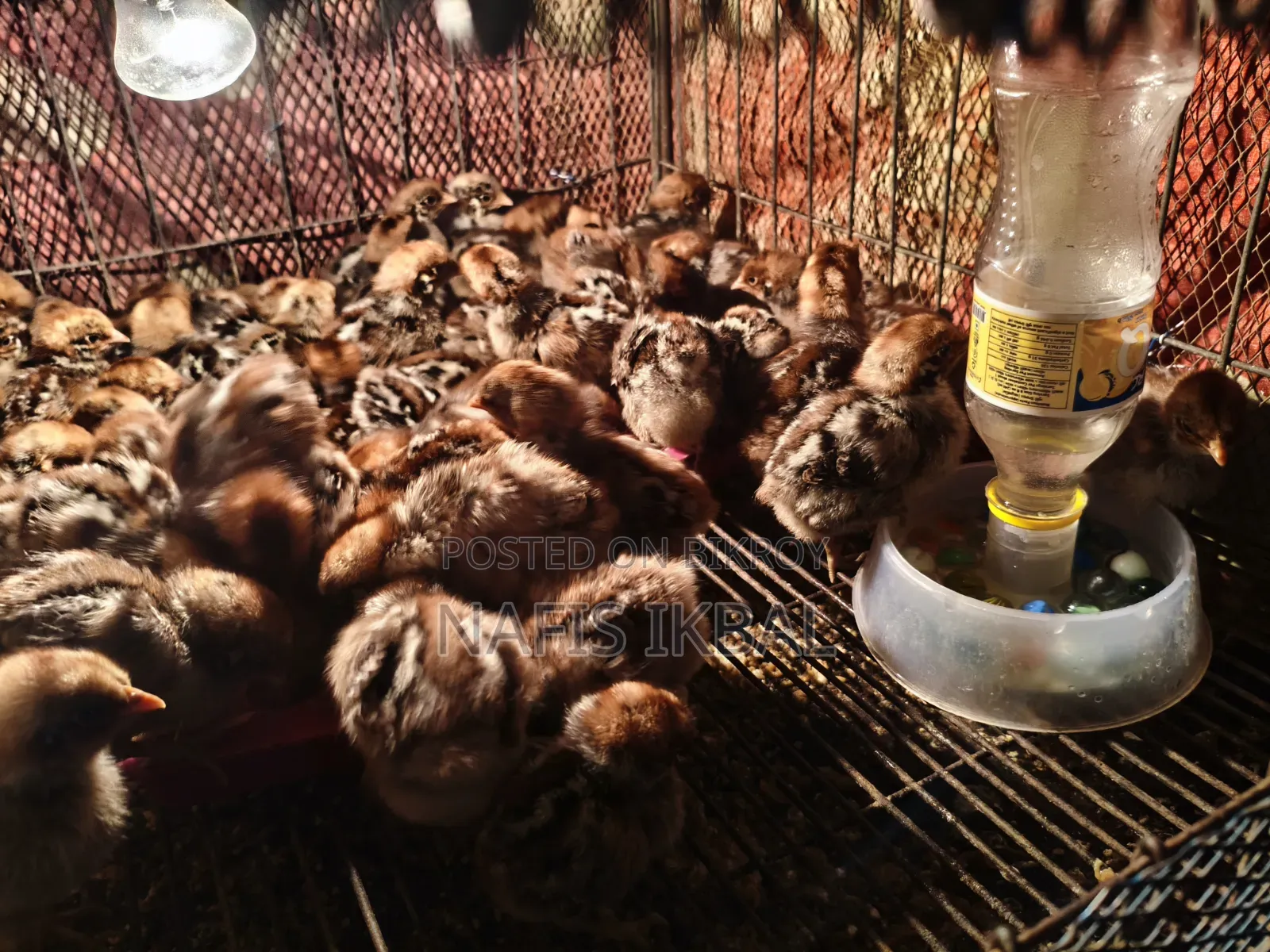 Fayoumi Chicken Chicks