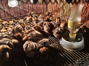 Fayoumi Chicken Chicks