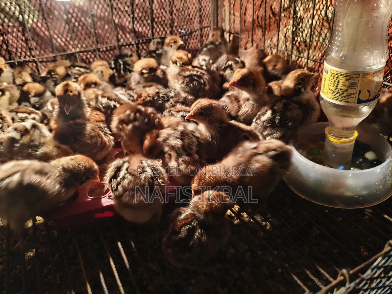 Fayoumi Chicken Chicks