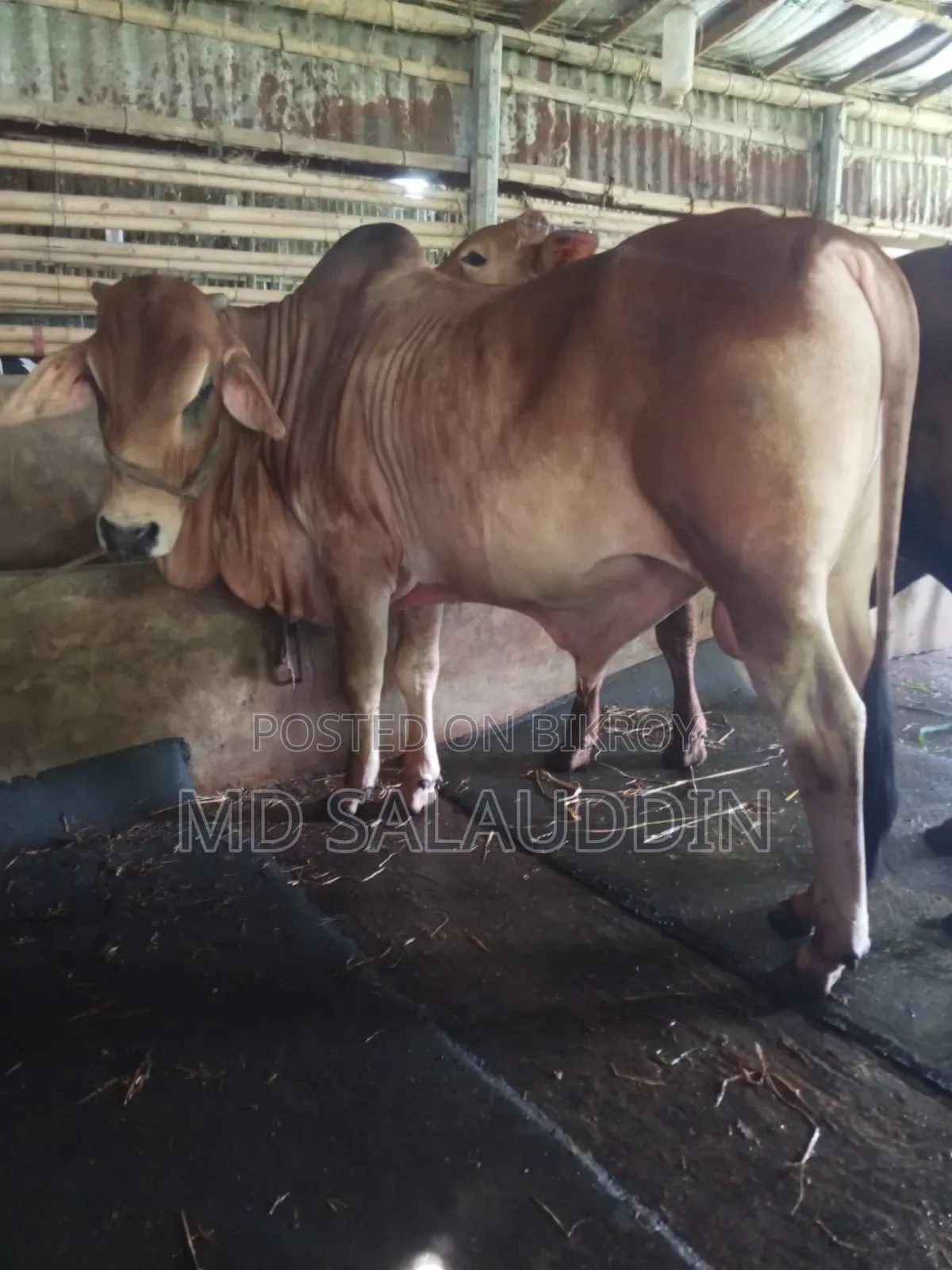 পালন উপযোগী শাহীওয়াল ষাঁড় গরু
