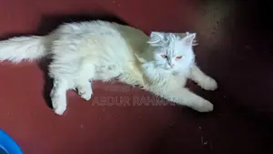 ১+ বছর বয়সী স্ত্রী খাঁটি পার্সিয়ান বিড়াল