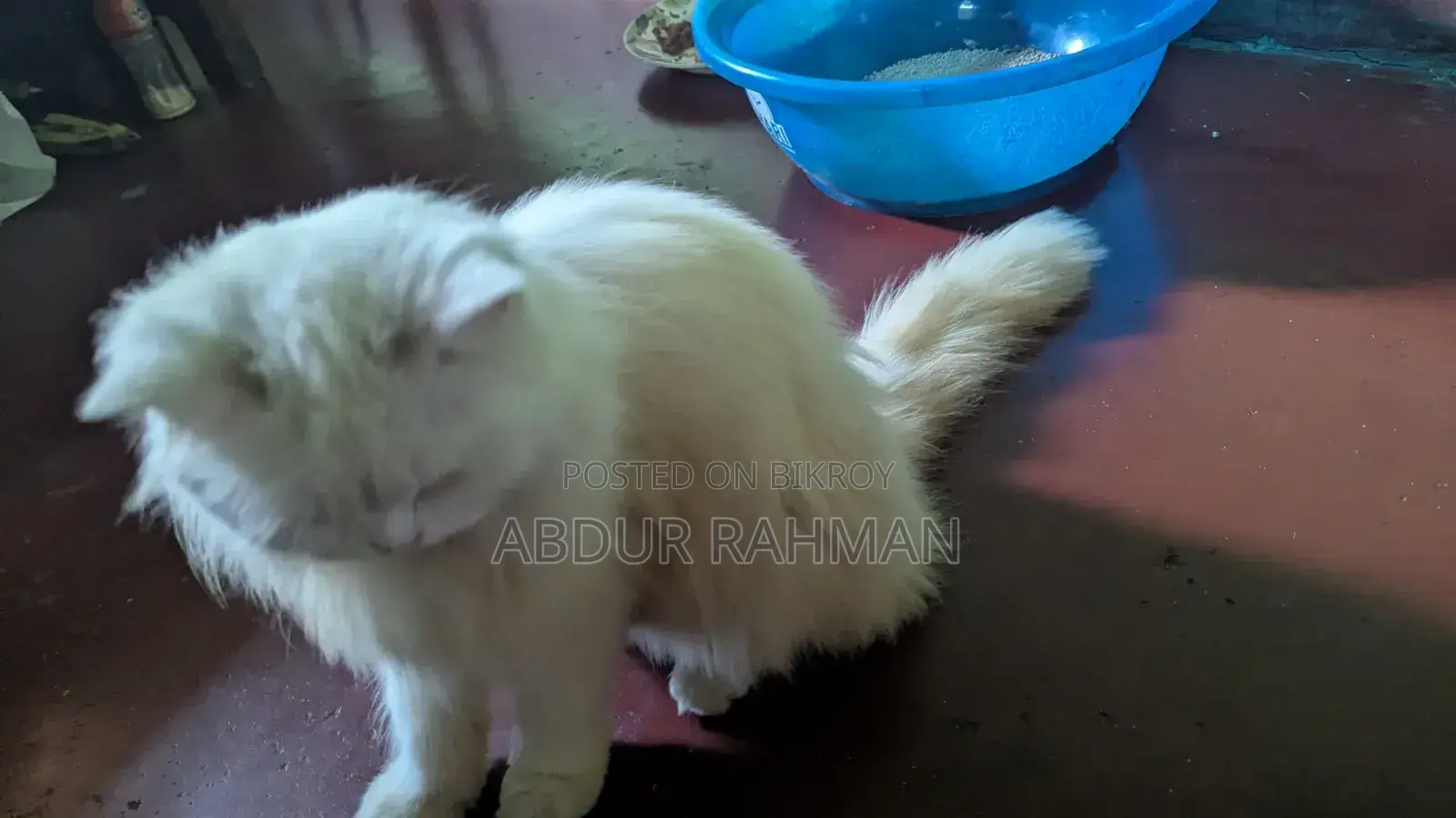 ১+ বছর বয়সী স্ত্রী খাঁটি পার্সিয়ান বিড়াল