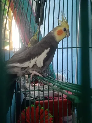 Grey Cocatail