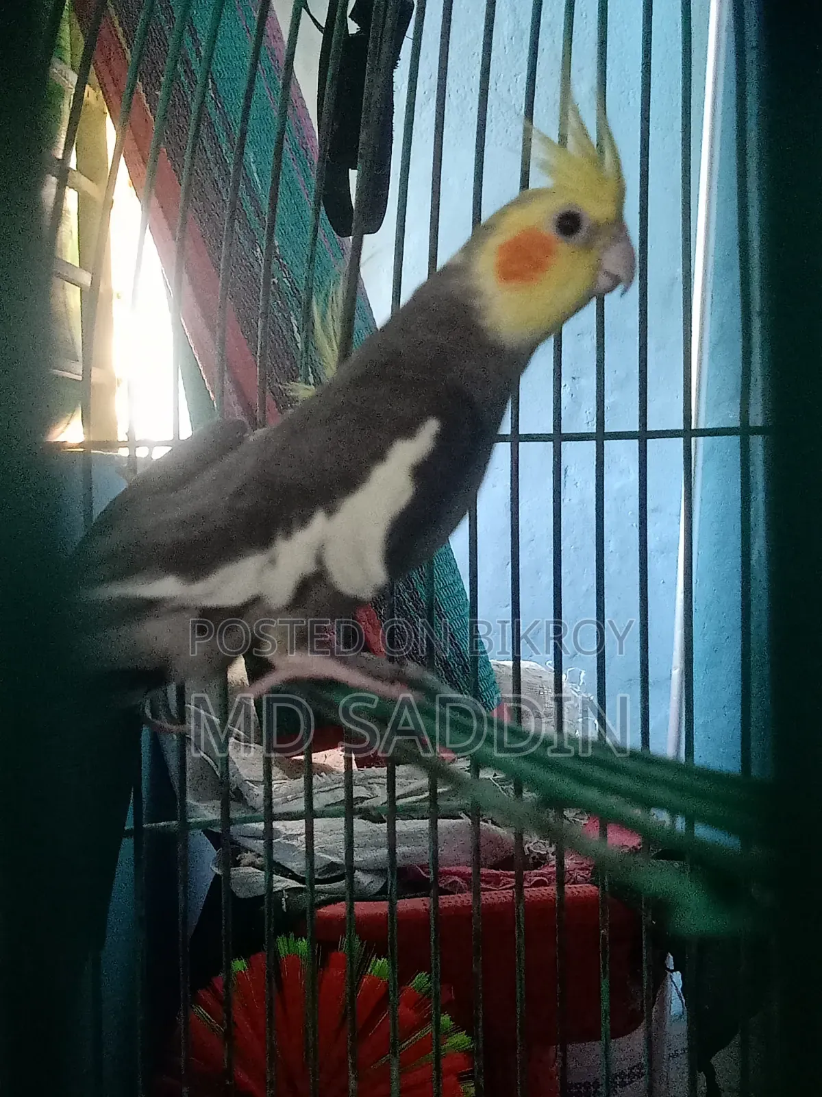 Grey Cocatail