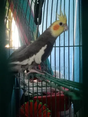 Grey Cocatail