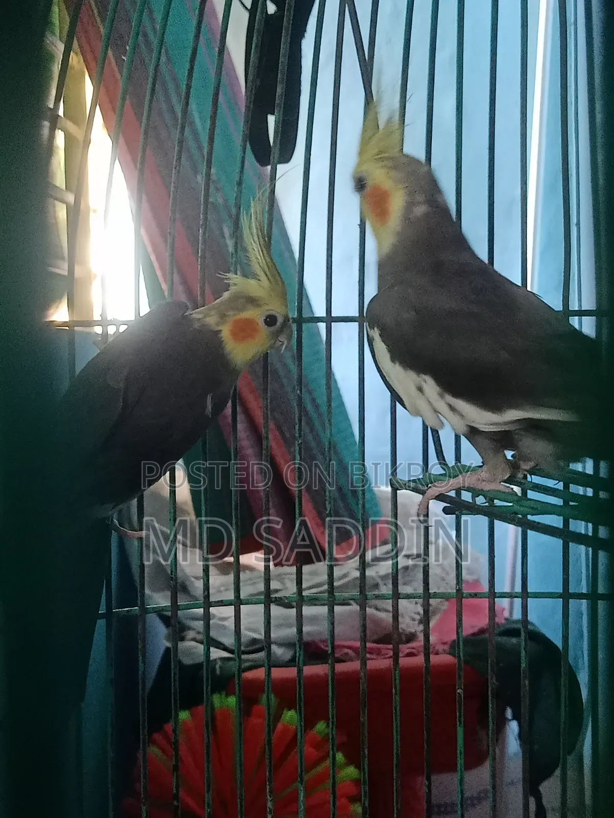 Grey Cocatail