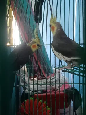 Grey Cocatail