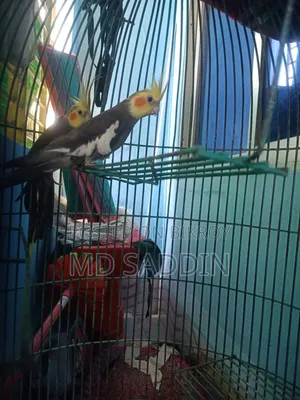 Grey Cocatail