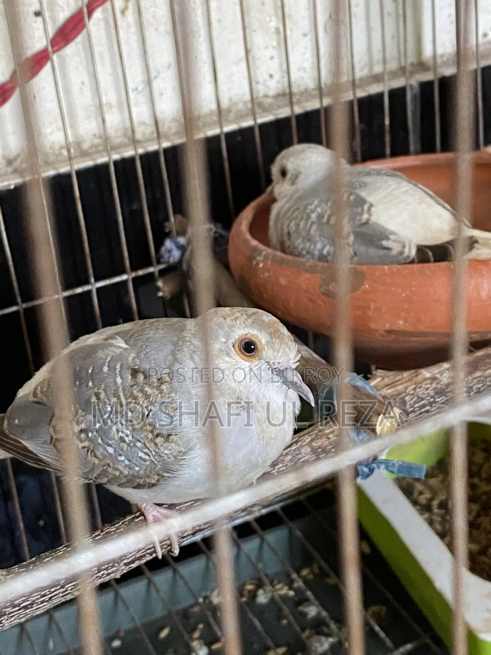 Diamond Dove Pair, 2 Pieces, 700 Taka, Birds 100% Active